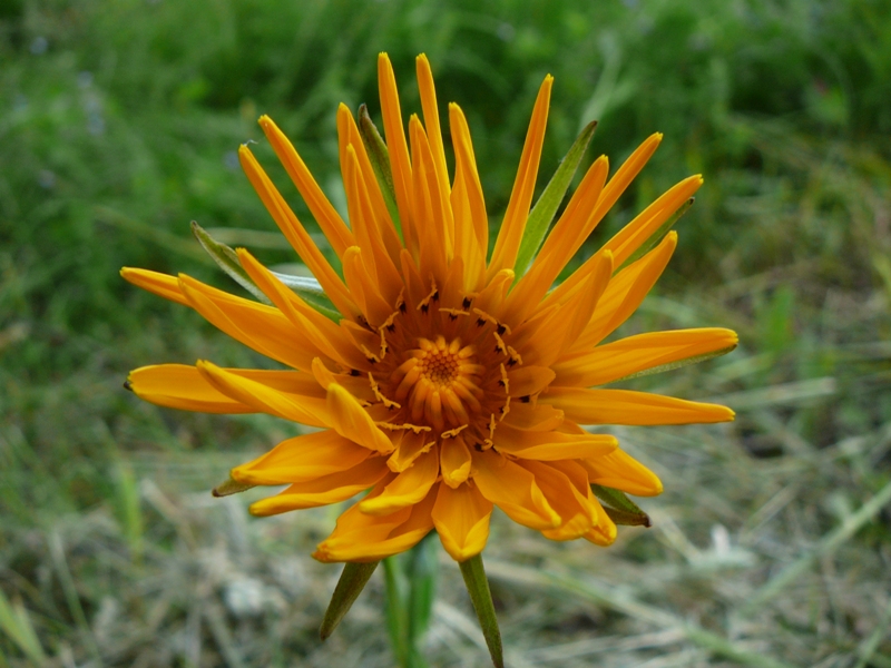 Изображение особи Tragopogon orientalis.