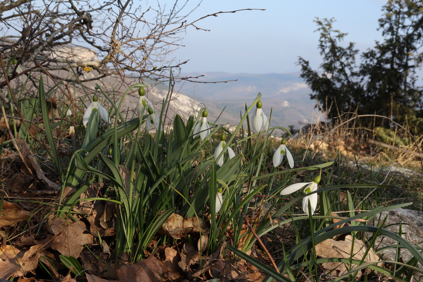 Image of Galanthus plicatus specimen.