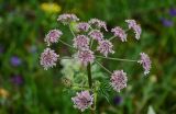 Heracleum roseum. Соцветие. Армения, обл. Гегаркуник, берег оз. Севан, гора Артаниш, ≈ 2200 м н.у.м., субальпийский луг. 23.06.2022.