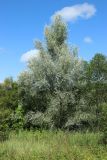 Salix alba. Взрослое дерево. Беларусь, Витебская обл., пос. Езерище, опушка заболоченного ивняка. 03.08.2023.