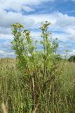 Tanacetum vulgare