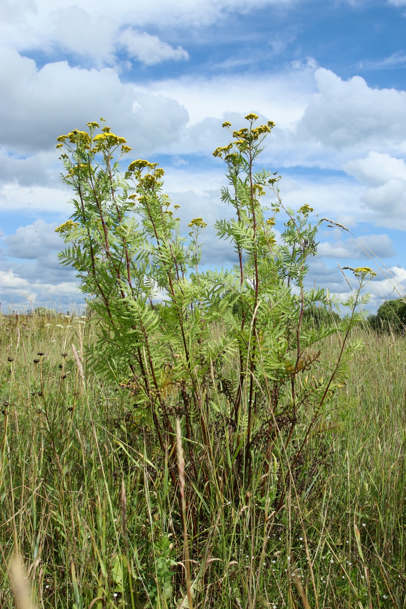 Image of Tanacetum vulgare specimen.