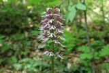 Orchis purpurea подвид caucasica