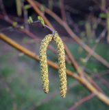 Betula pendula. Мужские соцветия. Ростовская обл., г. Донецк, озеленение. 09.04.2024.