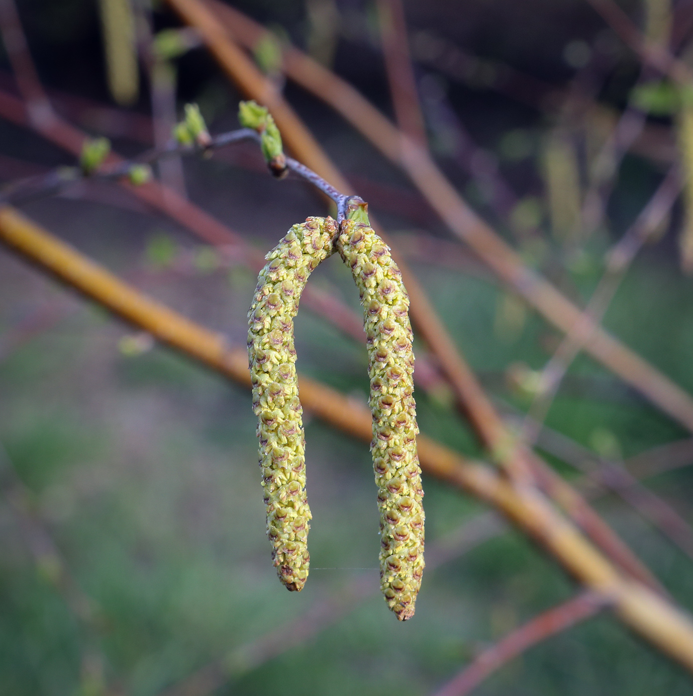 Изображение особи Betula pendula.