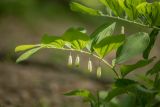 Polygonatum odoratum. Верхушка цветущего растения. Краснодарский край, Апшеронский р-н, окр. хут. Гуамка, опушка смешанного леса. 29.04.2024.