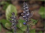 Ajuga reptans. Бутонизирующее соцветие. Московская обл., Раменский р-н, окр. дер. Хрипань, садовый участок. 06.05.2024.