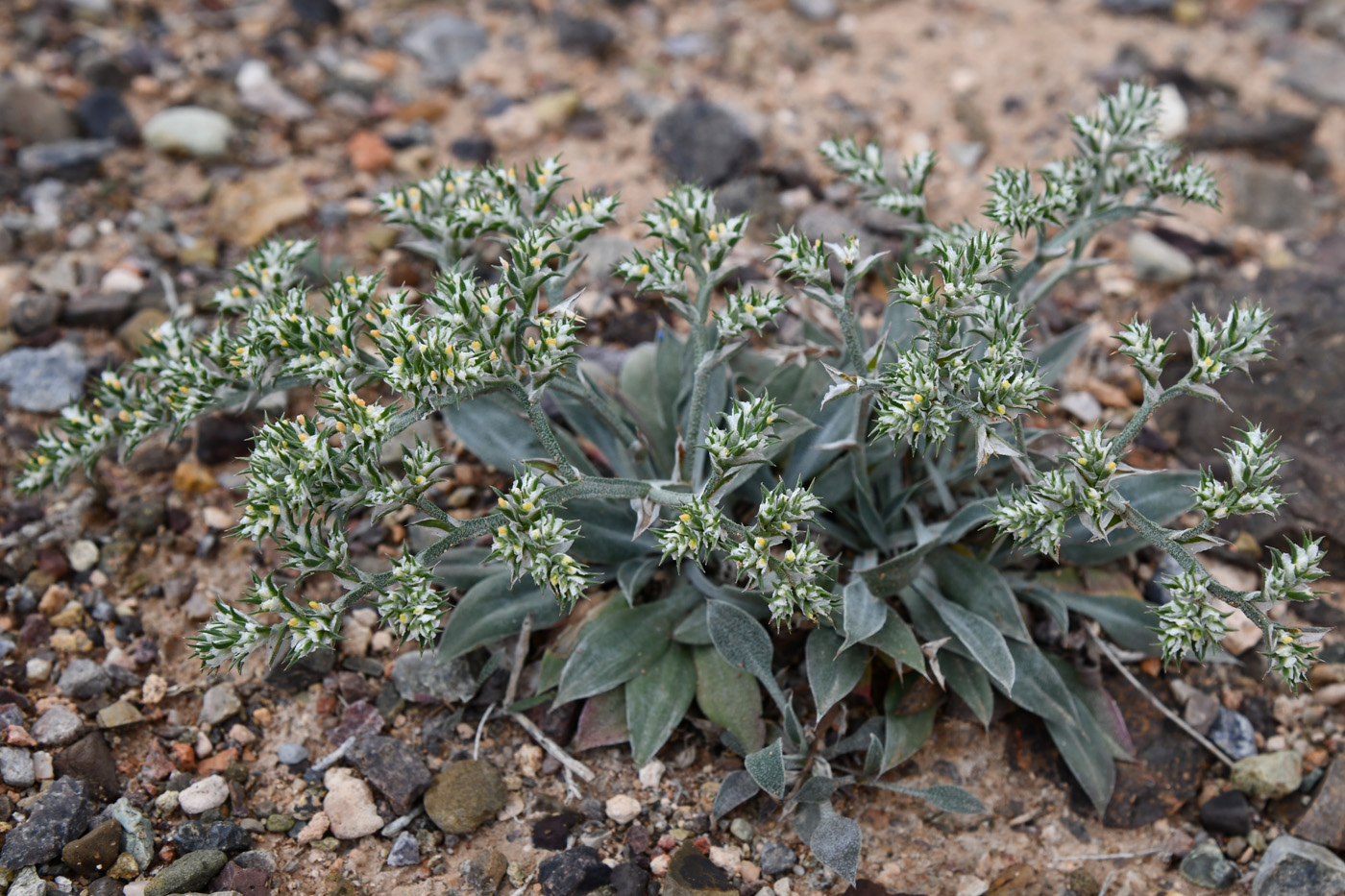 Image of Goniolimon strictum specimen.