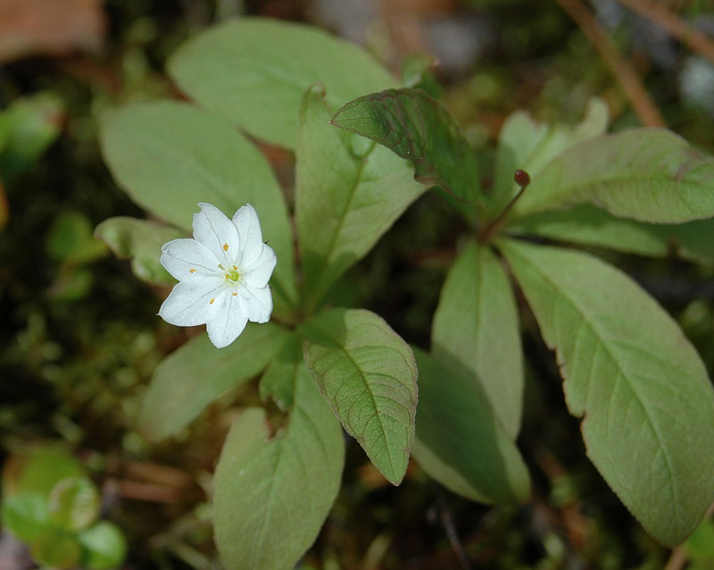 Изображение особи Trientalis europaea.