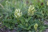 Astragalus cicer. Цветущие растения. Карачаево-Черкесия, Карачаевский р-н, г. Теберда, пустырь. 22.06.2024.