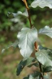 Elaeagnus commutata. Часть молодого побега. Псков, Лыжная станция. 10.07.2006.