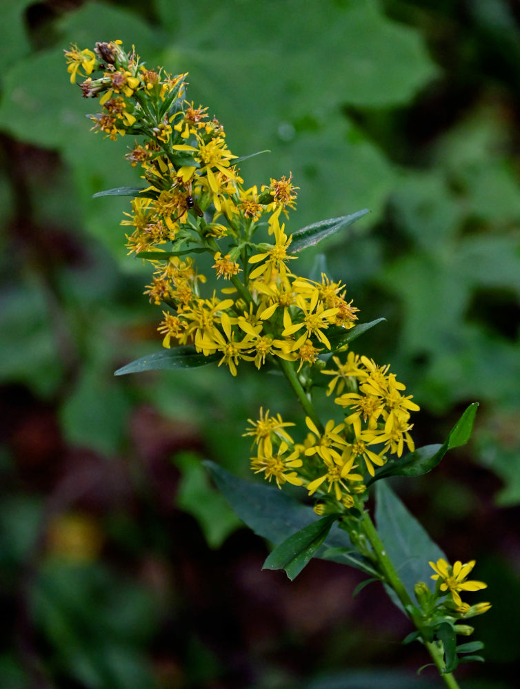 Image of Solidago virgaurea specimen.