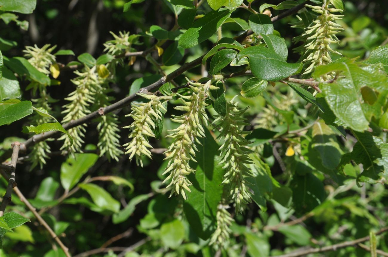 Image of genus Salix specimen.