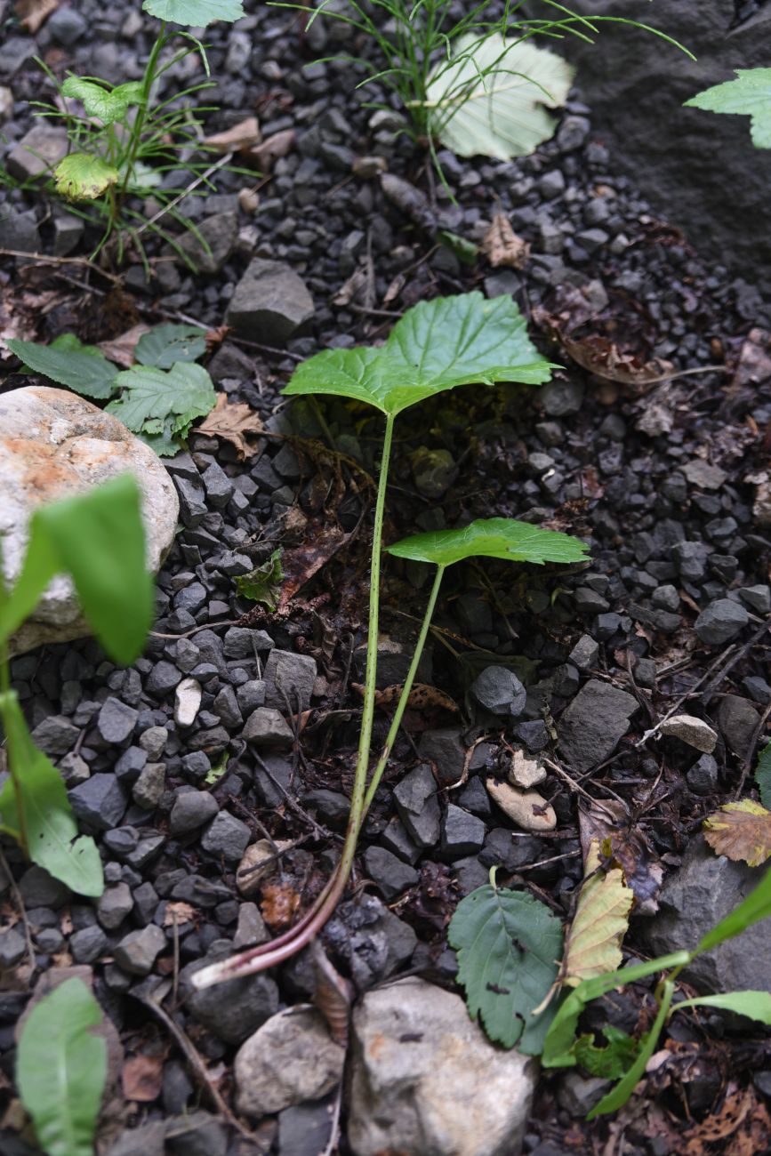 Image of genus Heracleum specimen.