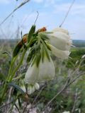 Onosma tanaitica