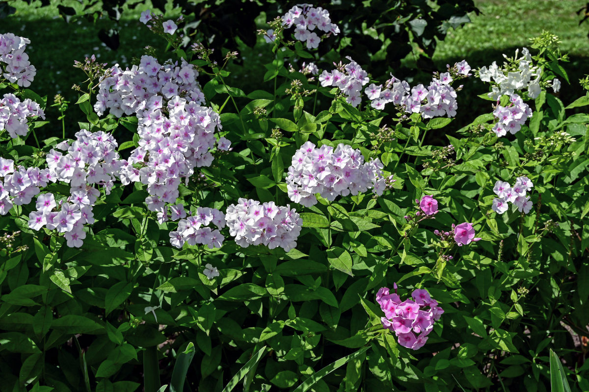Изображение особи Phlox paniculata.