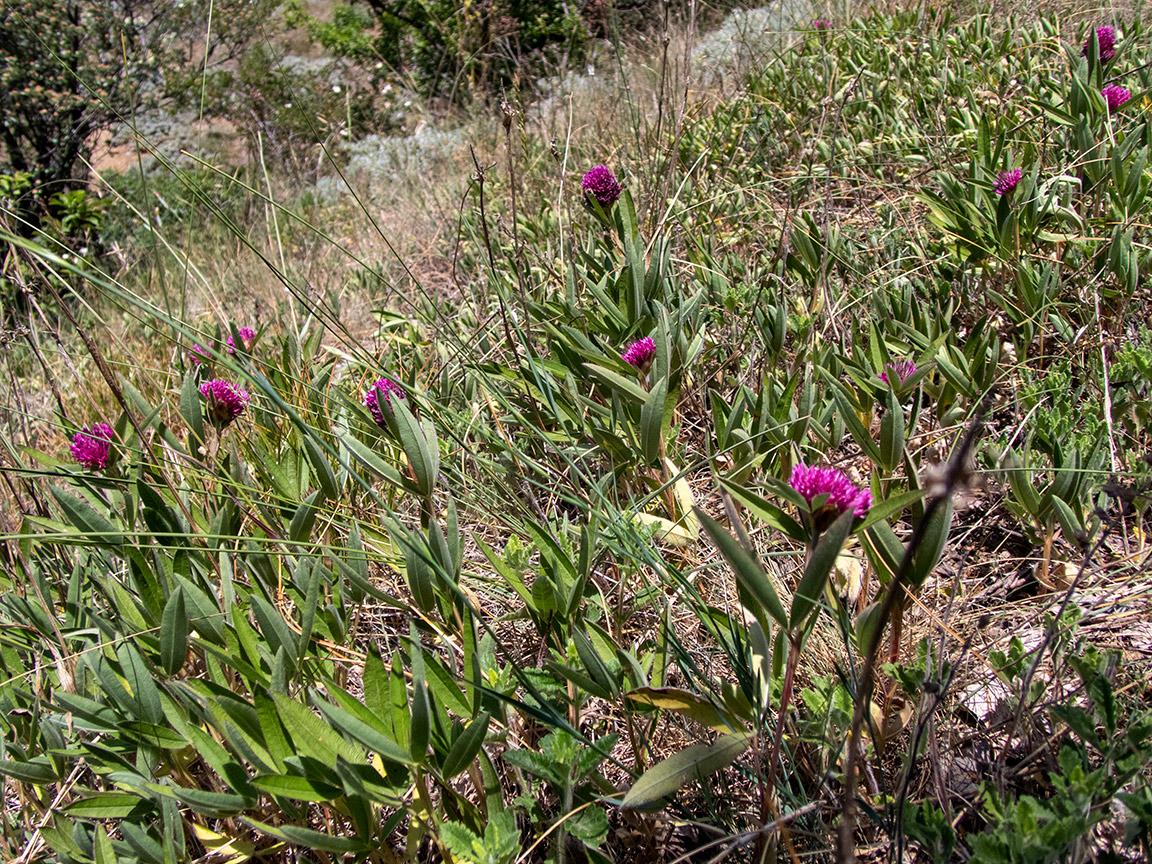 Image of Trifolium alpestre specimen.
