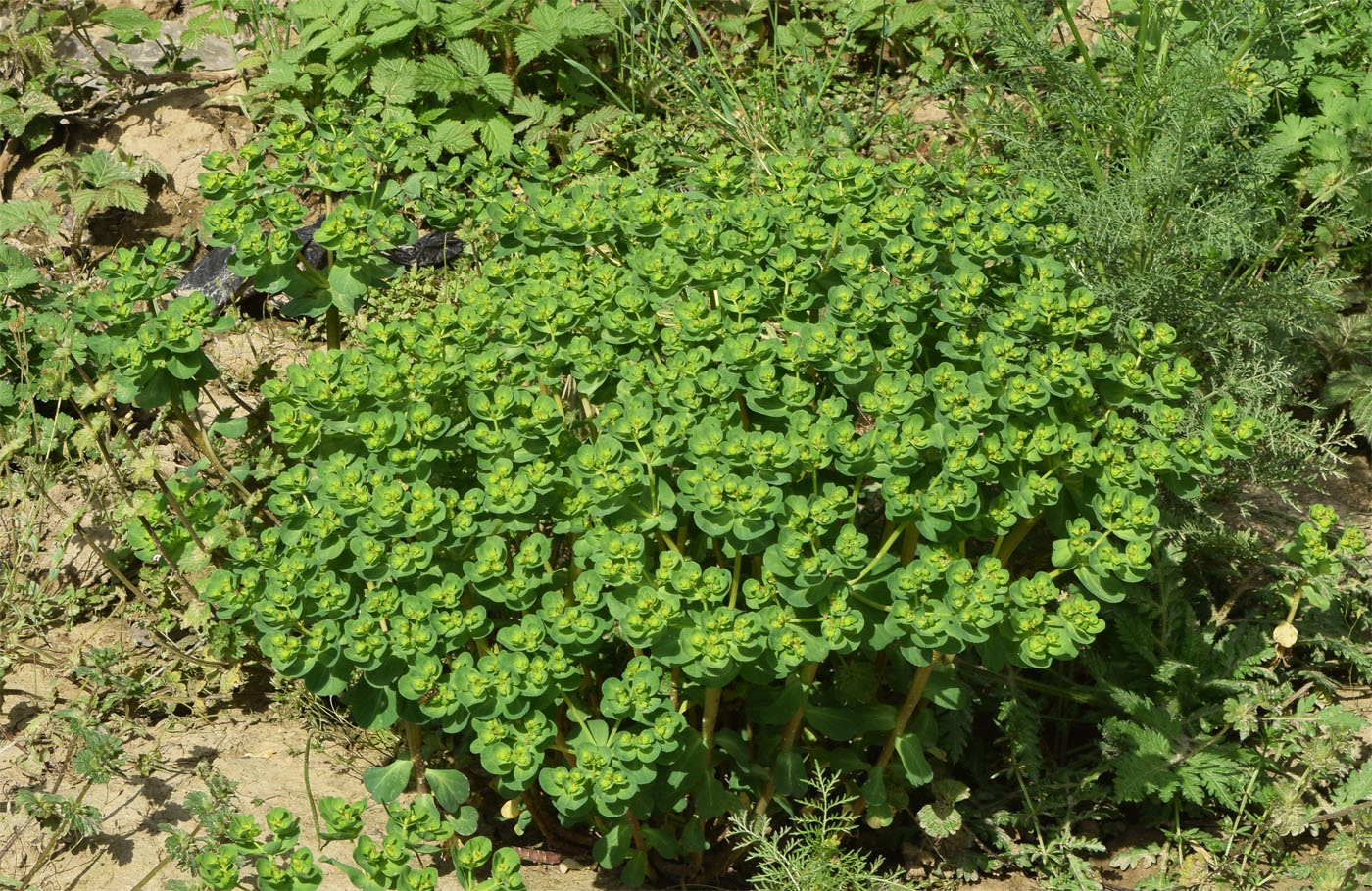 Image of Euphorbia helioscopia specimen.