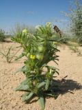 Arnebia decumbens