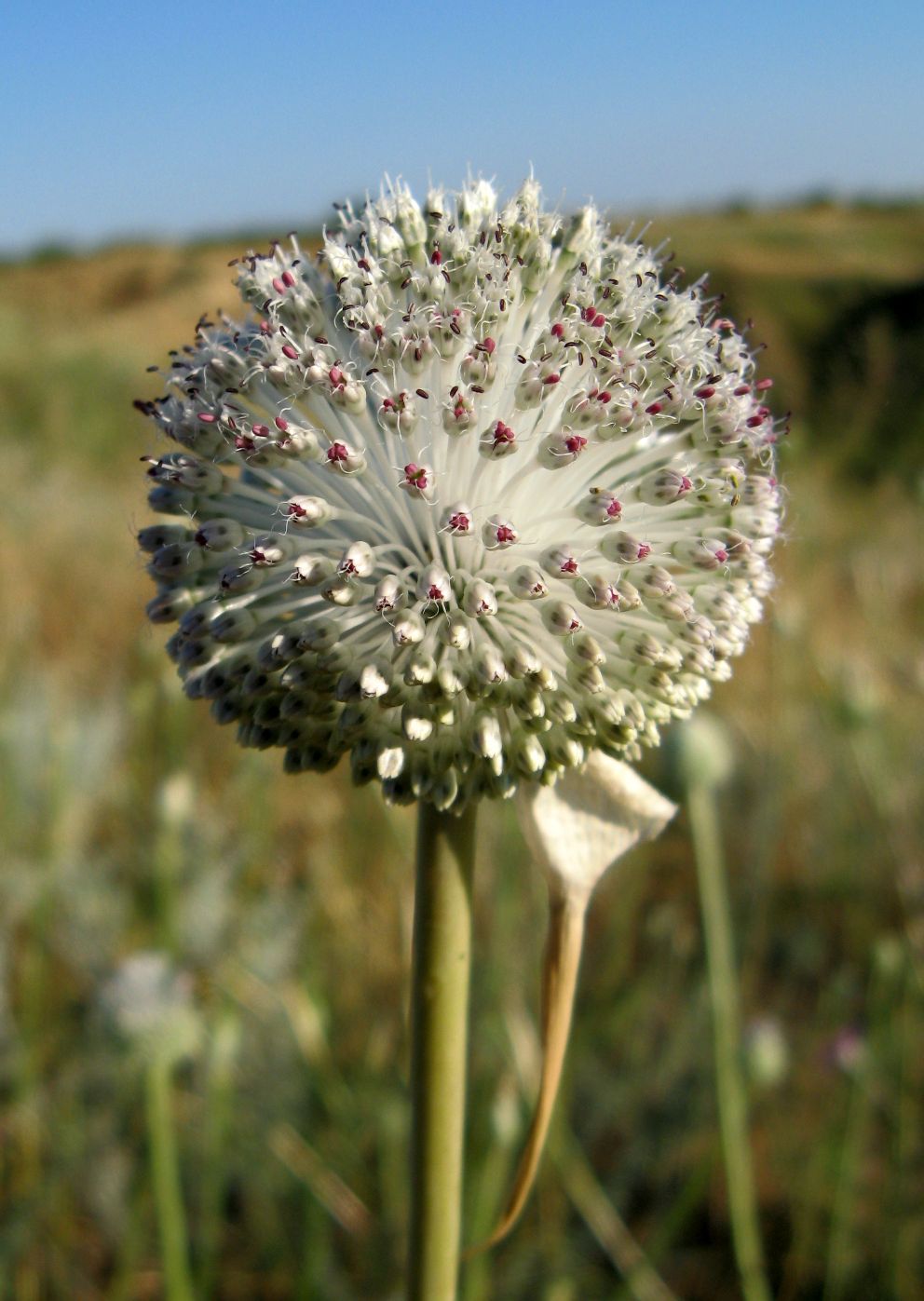Image of Allium guttatum specimen.