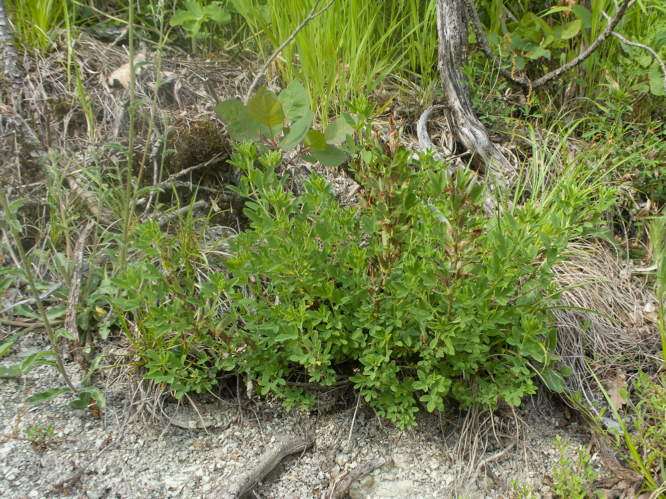 Image of Chamaecytisus colchicus specimen.