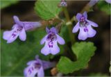 Glechoma hederacea. Цветки. Московская обл., Раменский р-н, окр. дер. Хрипань, садовый участок. 25.05.2025.