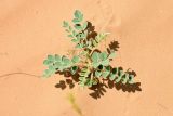 Astragalus citoinflatus