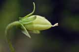 Viola mandshurica. Незрелый плод. Приморский край, Уссурийский гор. округ, окр. с. Монакино, поляна на небольшой сопке. 01.06.2025.