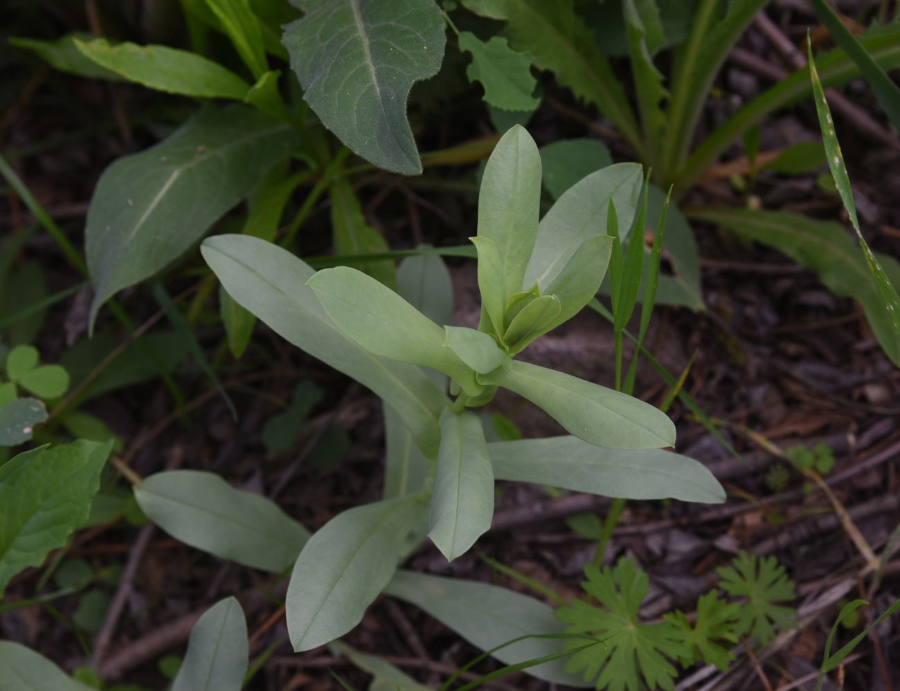 Image of genus Cerinthe specimen.