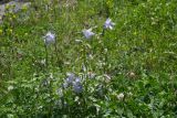 род Campanula