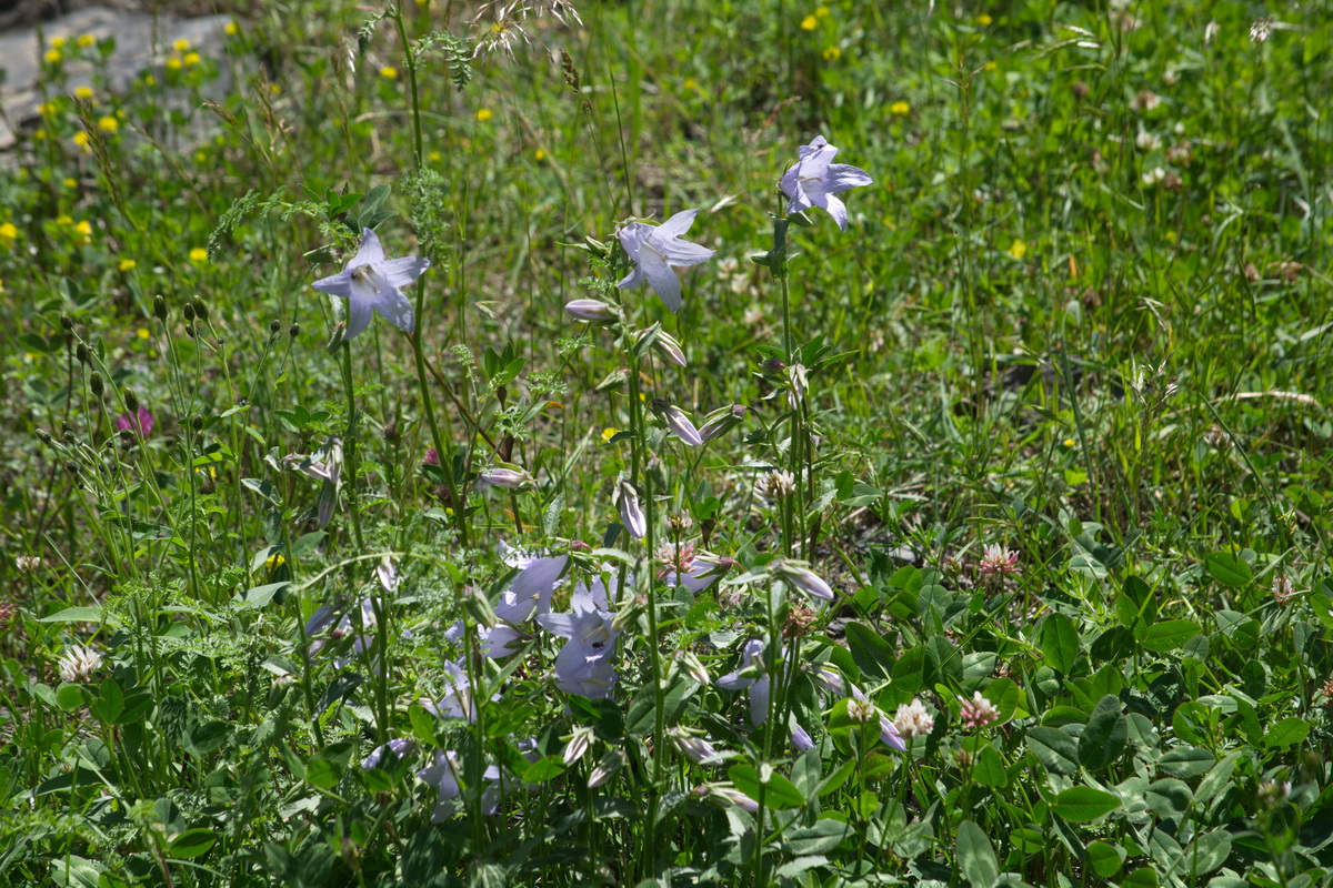 Image of genus Campanula specimen.