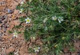 Peganum harmala