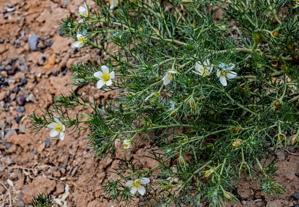 Image of Peganum harmala specimen.