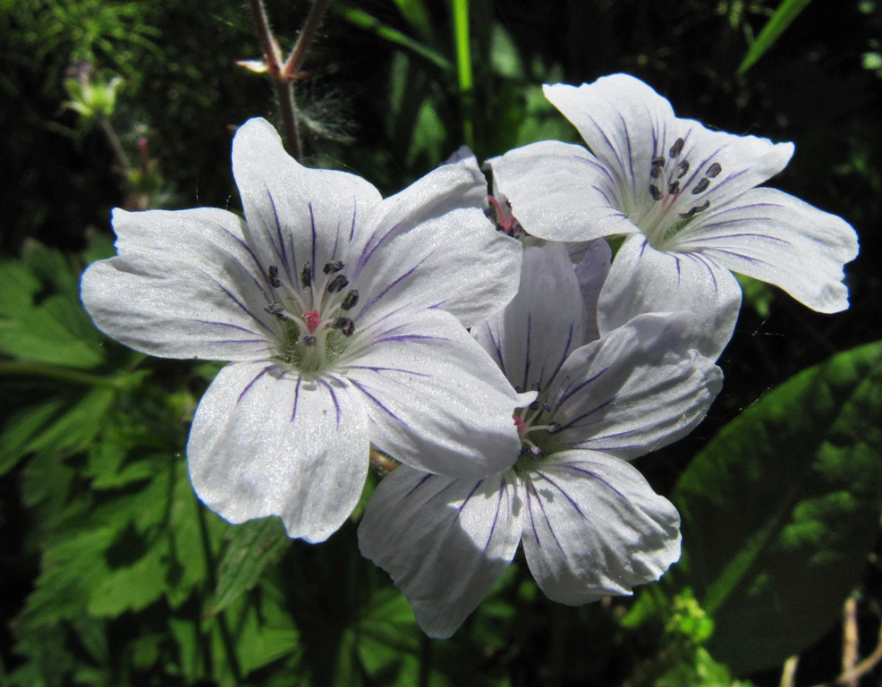 Image of Geranium krylovii specimen.