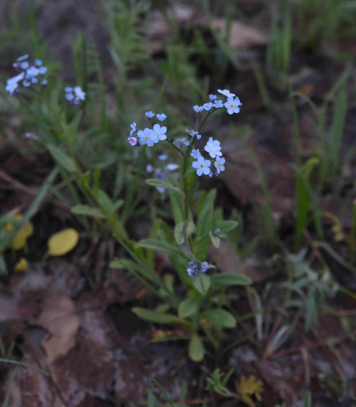 Image of genus Myosotis specimen.