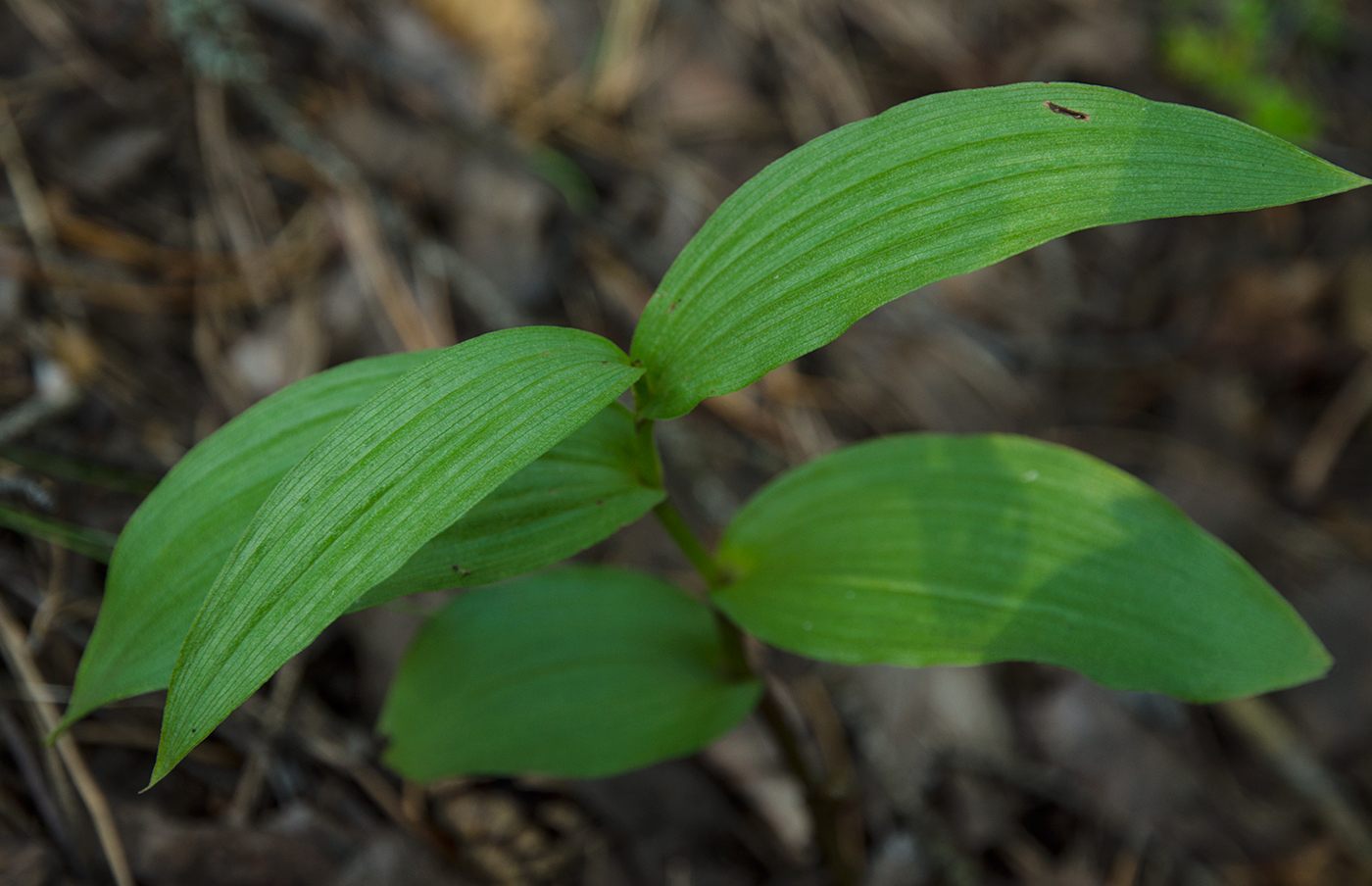 Image of Unknown species specimen.