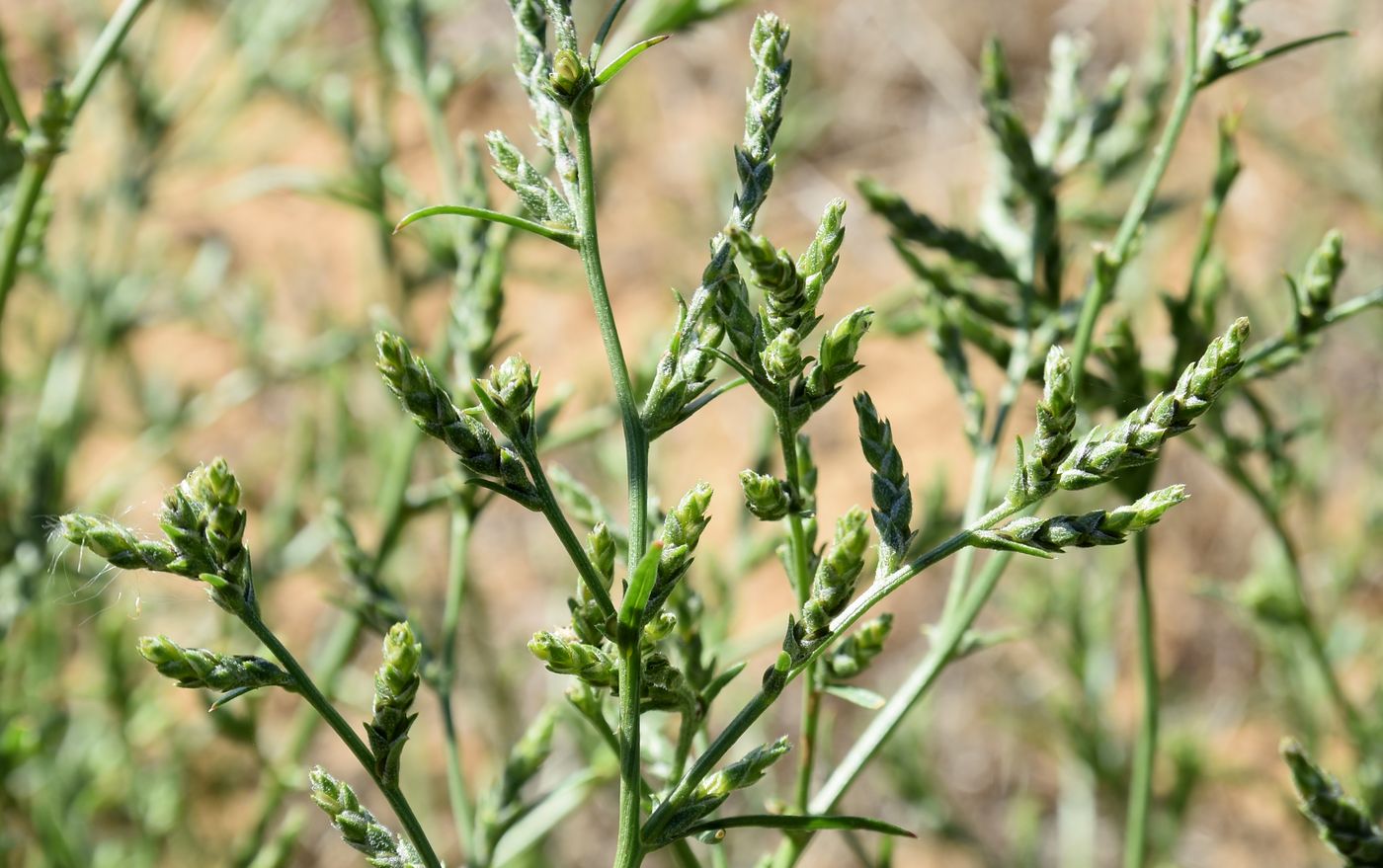 Image of Corispermum hyssopifolium specimen.
