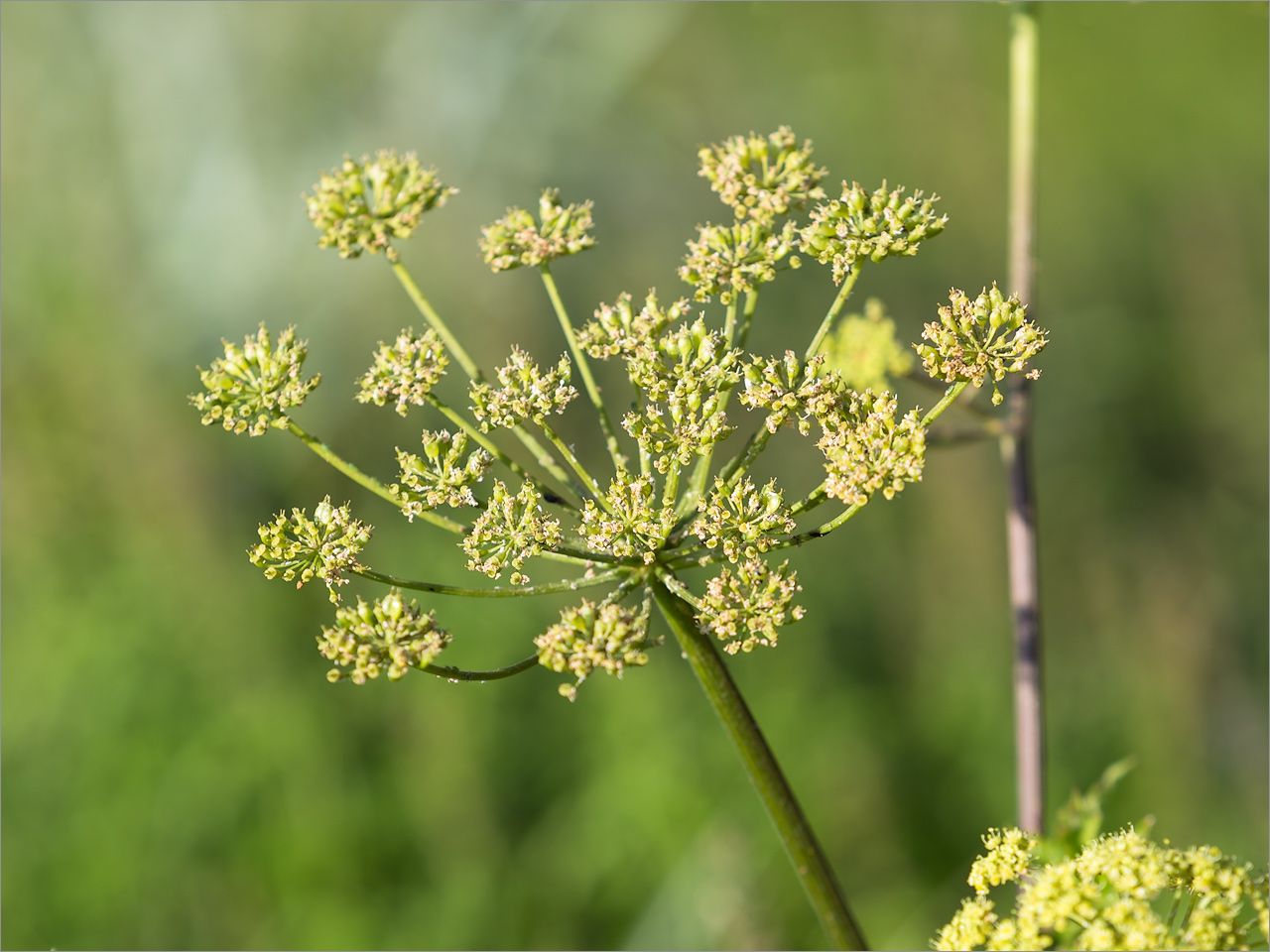 Изображение особи Heracleum sibiricum.