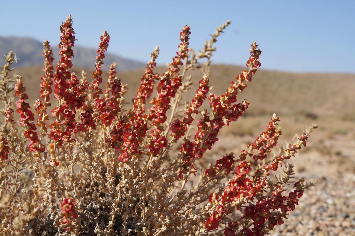 Image of familia Chenopodiaceae specimen.
