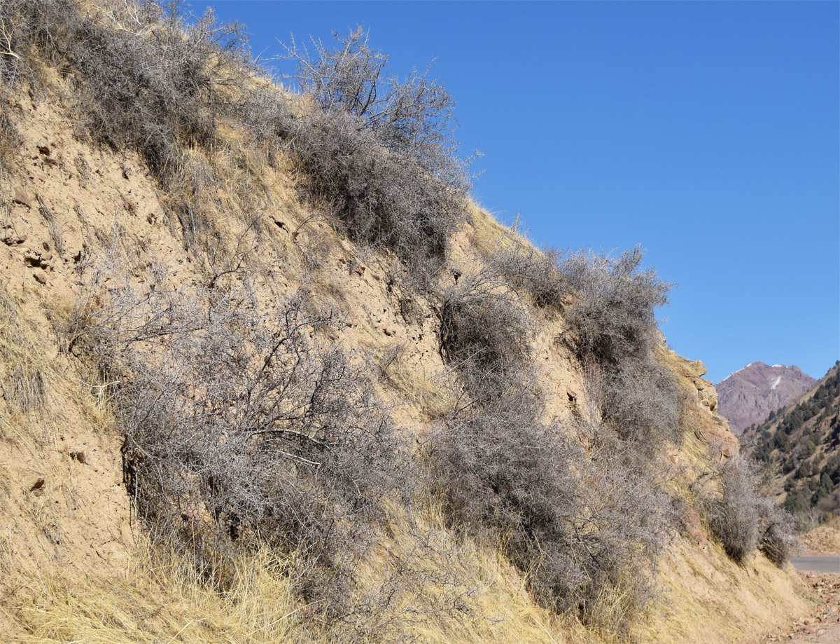 Изображение особи Amygdalus spinosissima.