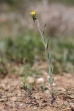Linaria simplex. Цветущее растение. Крым, Балаклава, приморский склон. 8 апреля 2024 г.