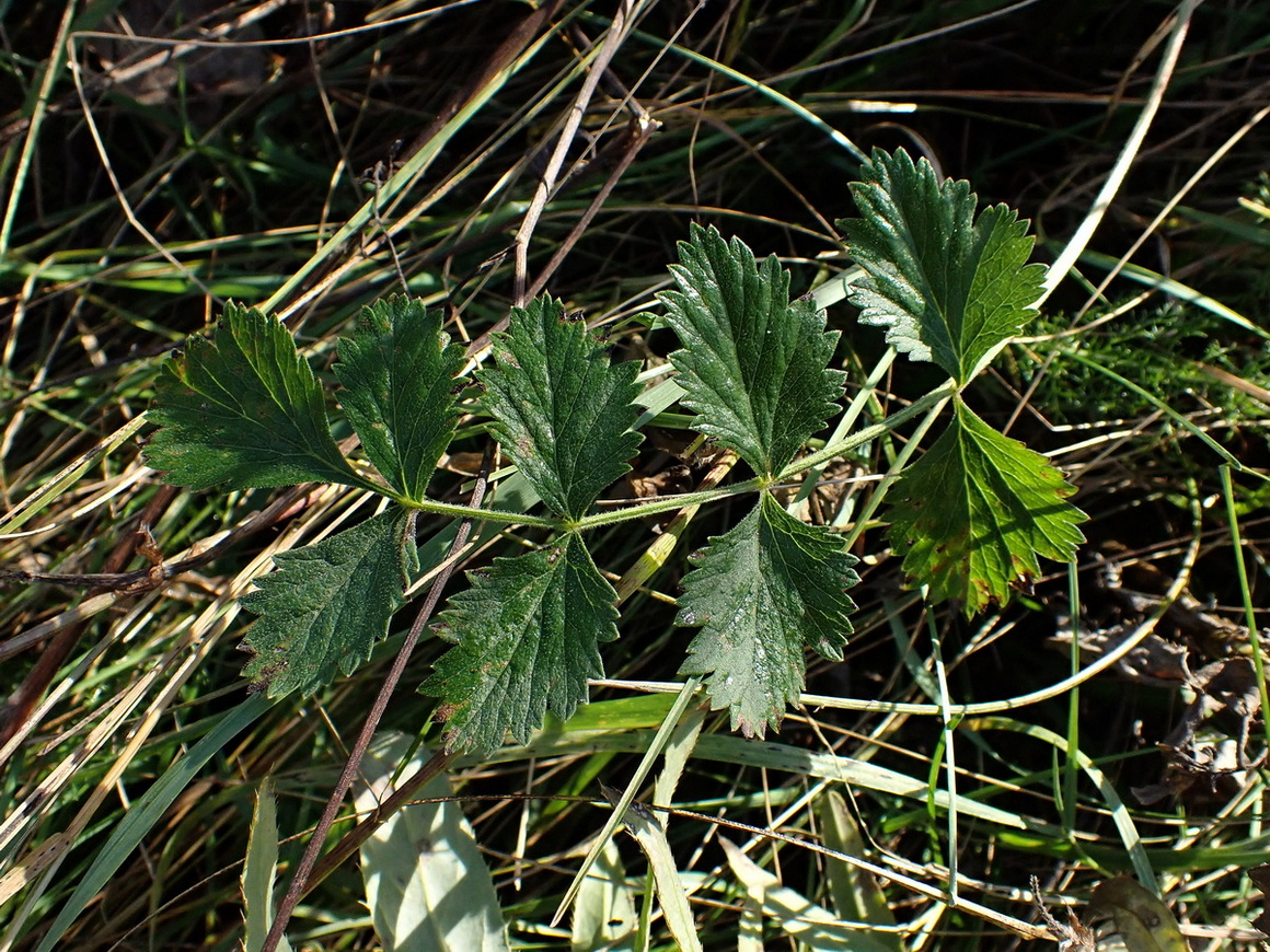 Image of Pimpinella thellungiana specimen.
