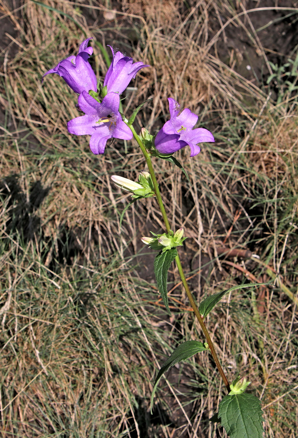 Image of Campanula latifolia specimen.