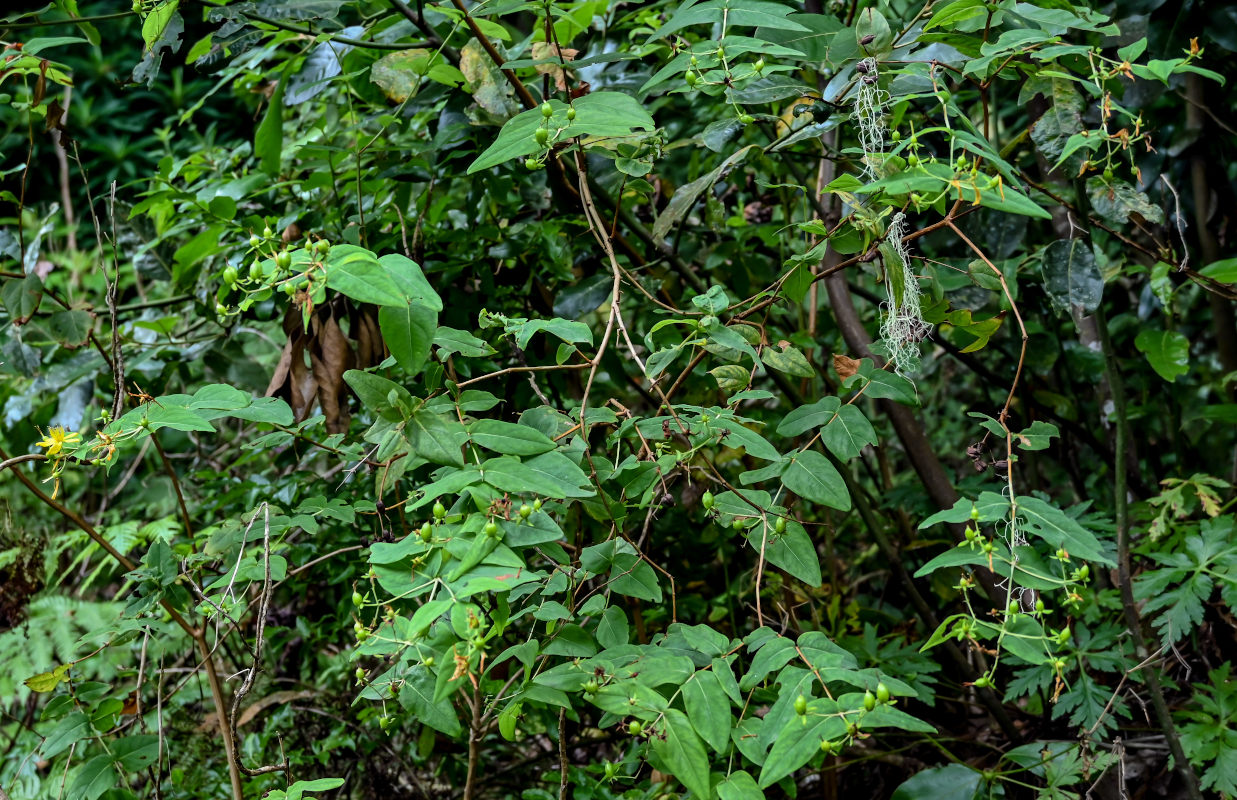 Изображение особи Hypericum grandifolium.