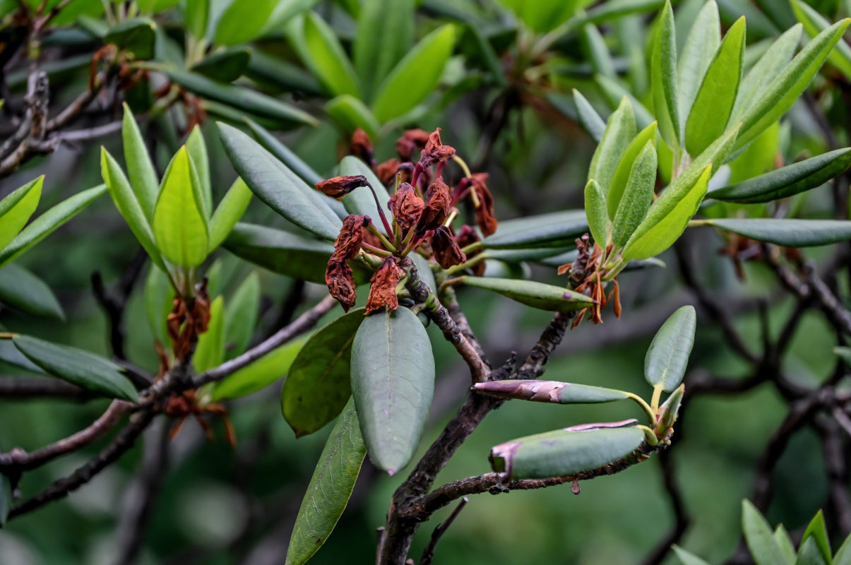 Изображение особи Rhododendron anwheiense.