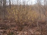 Corylus avellana. Цветущее растение. Краснодарский край, Крымский р-н, окр. станицы Неберджаевская, ур. Малый Яр, дубово-грабинниковое мелколесье, у лесного ручья. 11.03.2017.