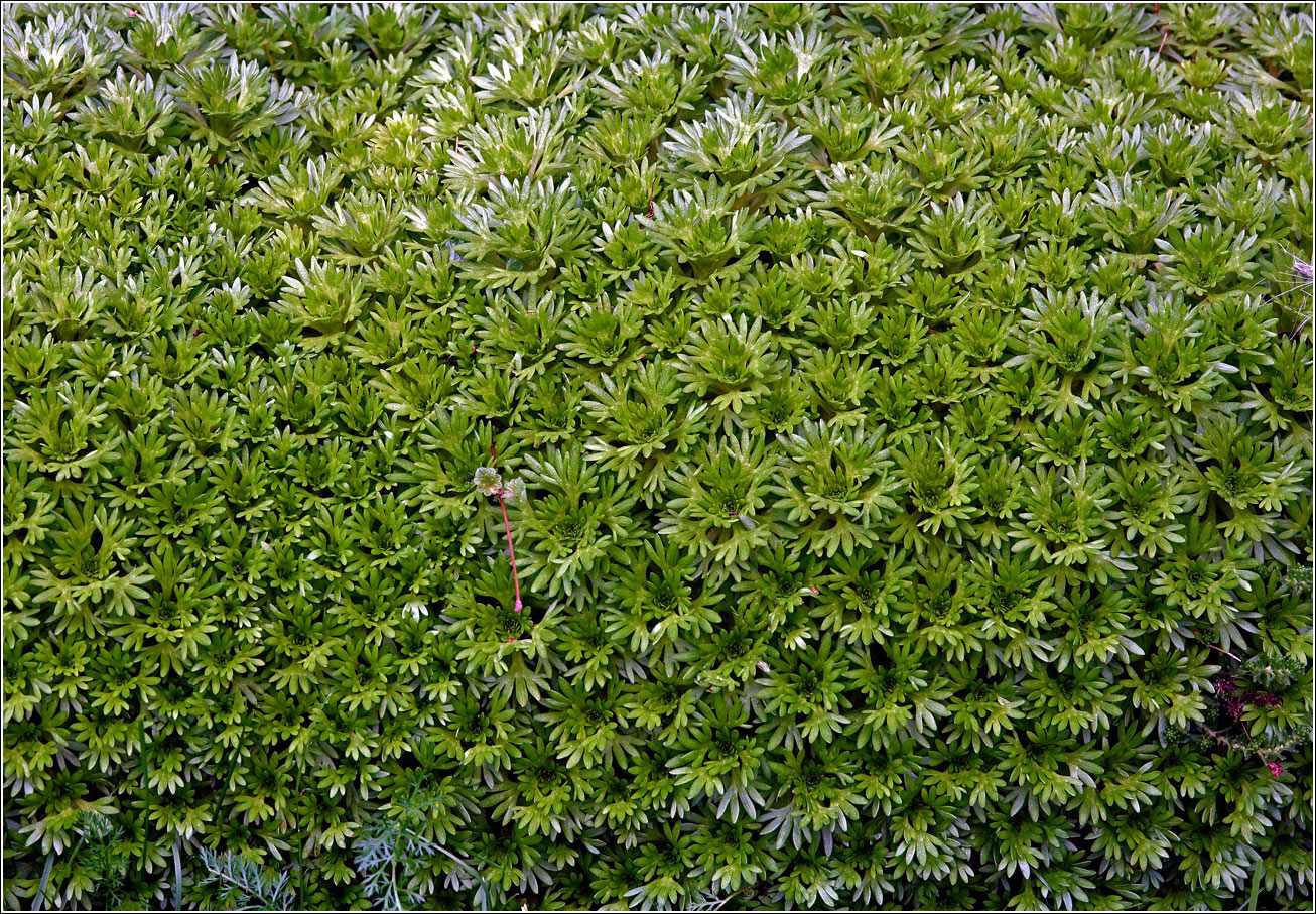 Изображение особи Saxifraga &times; arendsii.