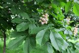 Aesculus hippocastanum. Соцветие и листья. Москва, Новогиреево, Зелёный проспект, Афганский сквер, в культуре. 23.05.2019.