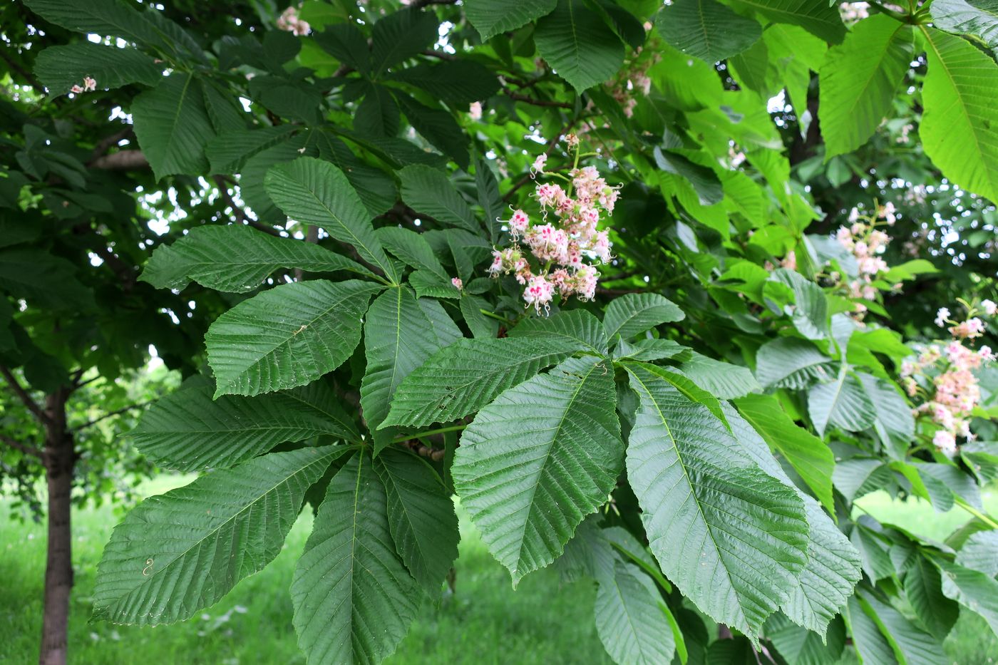 Изображение особи Aesculus hippocastanum.