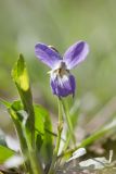 genus Viola